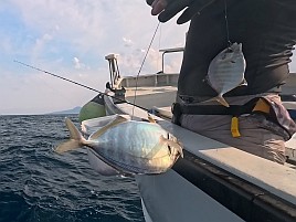 初島沖イサキ入れパク♪ カイワリは渋めながらも型良し5匹