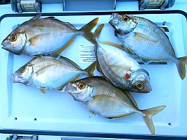 初島沖イサキ入れパク♪ カイワリは渋めながらも型良し5匹