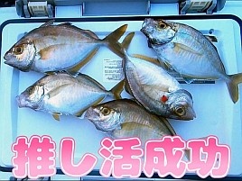 【動画】イサキの部にもカイワリの部にもちゃんと見せ場あり