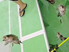 いきなりトリプル!! 夜メバルなのに陽が落ちると尻すぼみw