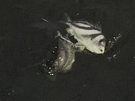 いきなりトリプル!! 夜メバルなのに陽が落ちると尻すぼみｗ