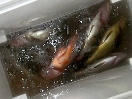 いきなりトリプル!! 夜メバルなのに陽が落ちると尻すぼみw