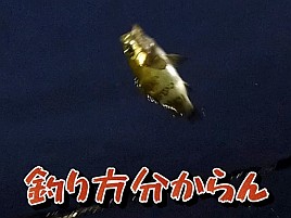 【動画】釣りは思ったようにはならないから面白いんだよｗ