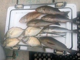 イサキ5匹とカイワリ4匹…初島沖なのになんか調子悪かった