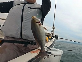 イサキ5匹とカイワリ4匹…初島沖なのになんか調子悪かった