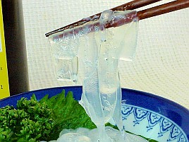 マアナゴ産卵は6～9月に外洋で。湾内で釣れるのは未成魚？