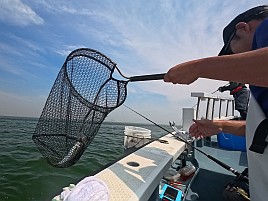 竿も仕掛けも完全豚アジ仕様なのに釣り人が未対応で撃沈だ