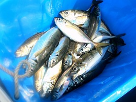 竿も仕掛けも完全豚アジ仕様なのに釣り人が未対応で撃沈だ