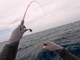 城ヶ島沖アカハタで掛からん病に悩まされるも自己最大更新