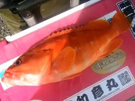 城ヶ島沖アカハタで掛からん病に悩まされるも自己最大更新