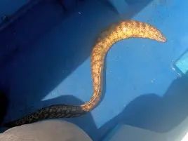 城ヶ島沖アカハタで掛からん病に悩まされるも自己最大更新