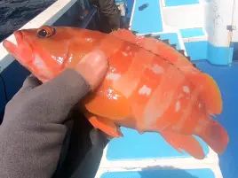 城ヶ島沖アカハタで掛からん病に悩まされるも自己最大更新