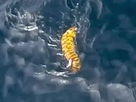 城ヶ島沖アカハタで掛からん病に悩まされるも自己最大更新