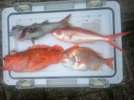 今日も今日とてもってねぇ!! 下田沖ムツ・ハマダイ撃ちーん