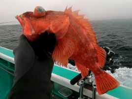今日も今日とてもってねぇ!! 下田沖ムツ・ハマダイ撃ちーん