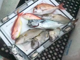 カイワリは厳しいながらもボウズ回避。船長頑張り秋の五目♪