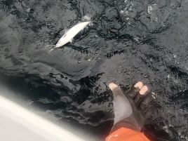 カイワリは厳しいながらもボウズ回避。船長頑張り秋の五目♪