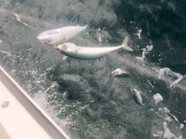 カイワリは厳しいながらもボウズ回避。船長頑張り秋の五目♪