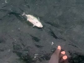 カイワリは厳しいながらもボウズ回避。船長頑張り秋の五目♪