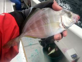 カイワリは厳しいながらもボウズ回避。船長頑張り秋の五目♪