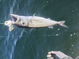 汗かきべベソかき誘ったけどね…城ヶ島アカムツノーガコッ