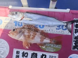 汗かきべベソかき誘ったけどね…城ヶ島アカムツノーガコッ