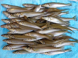 シロギス:魚種別インデックス